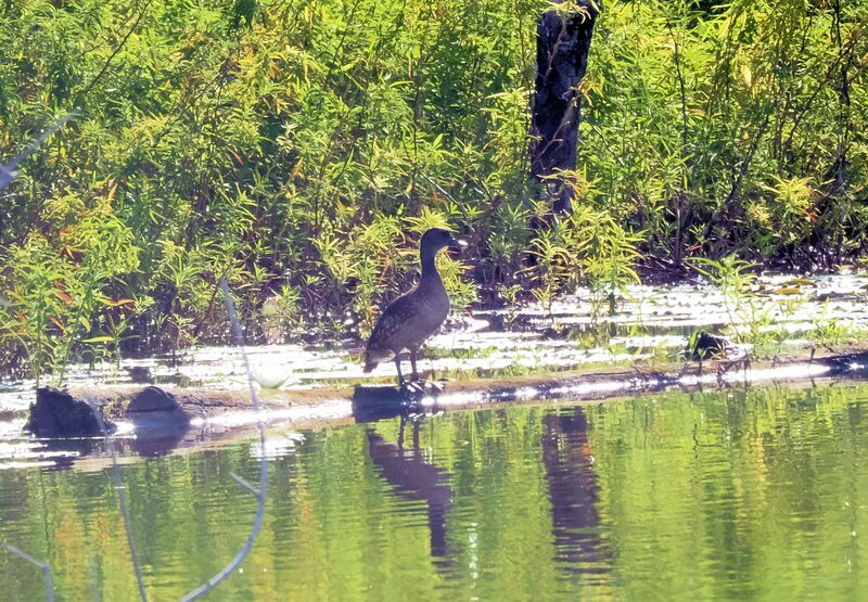 Spotted Whistling Duckadult