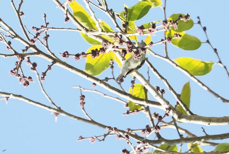 Thick-billed Flowerpeckeradult, eats