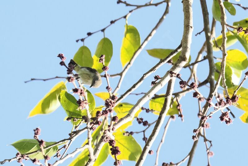 Thick-billed Flowerpeckeradult