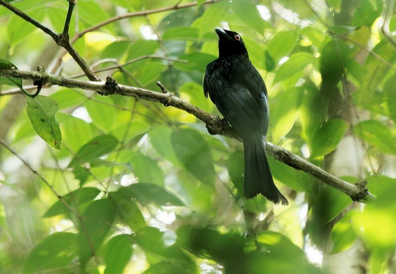 Drongo pailleté mâle adulte