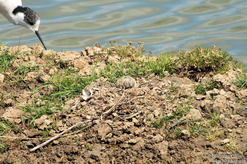 Black-winged Stiltadult, Reproduction-nesting