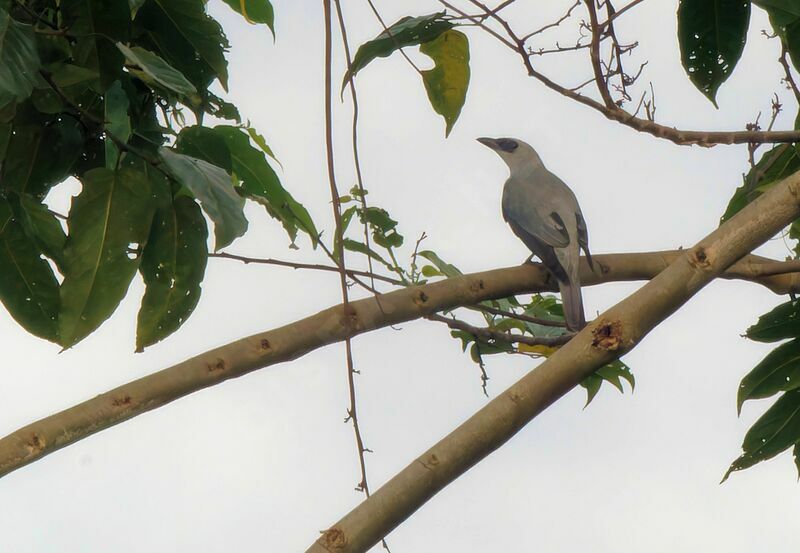 White-bellied Cuckooshrikeadult