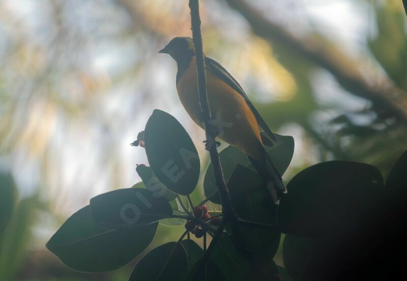 Golden Cuckooshrike