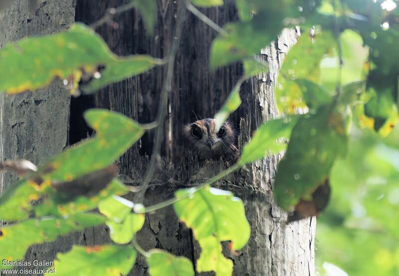 Wallace's Owlet-nightjaradult