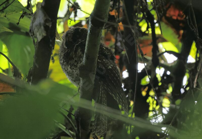 Mountain Owlet-nightjaradult