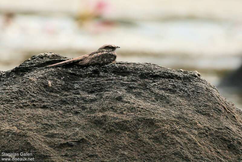 Engoulevent trifideadulte nuptial, camouflage