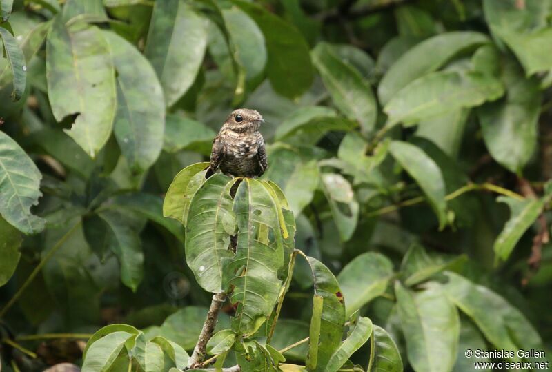 Ladder-tailed Nightjaradult breeding