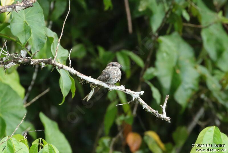 Ladder-tailed Nightjaradult breeding