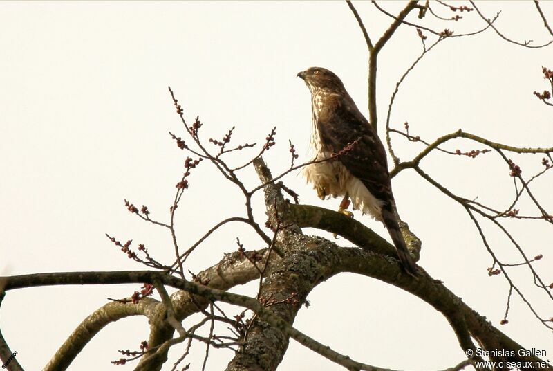 Cooper's Hawkadult