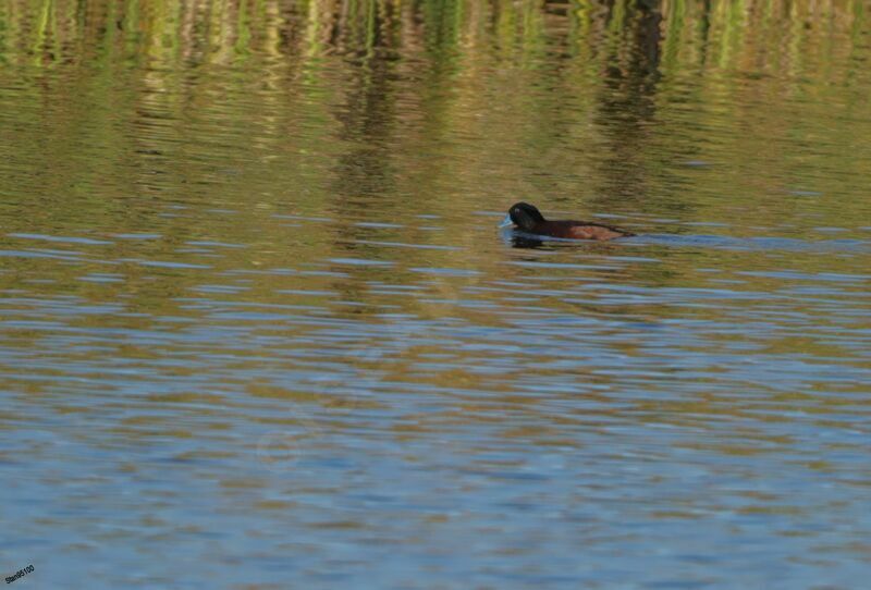 Maccoa Duck male adult breeding, swimming