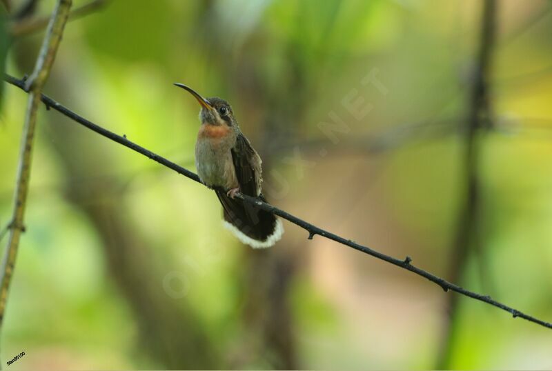 Band-tailed Barbthroatadult, close-up portrait