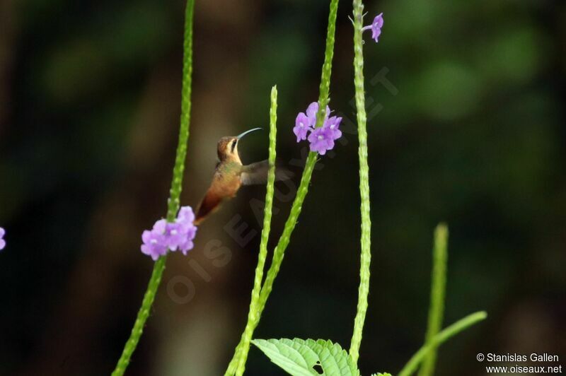 Reddish Hermitadult, Flight, eats