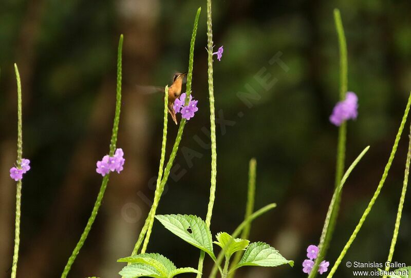 Reddish Hermitadult, Flight, eats