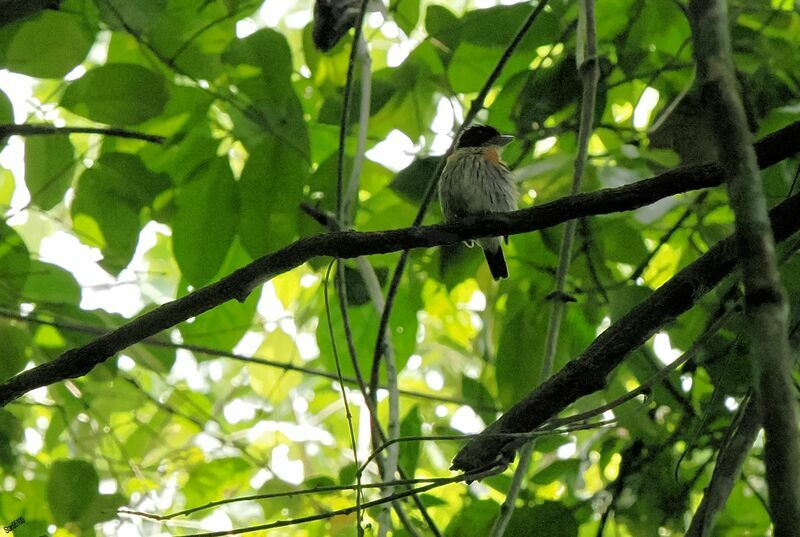 Rufous-sided Broadbill male adult