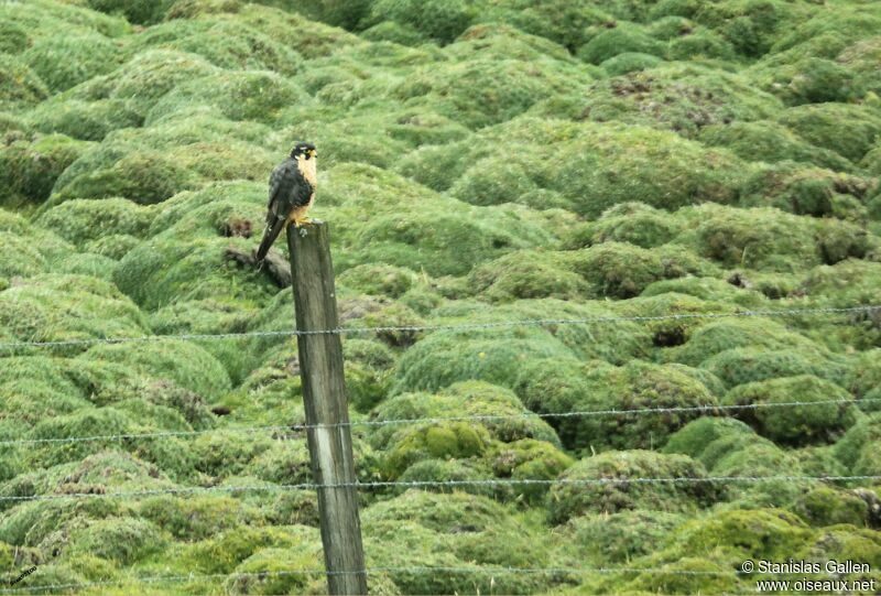 Aplomado Falconadult