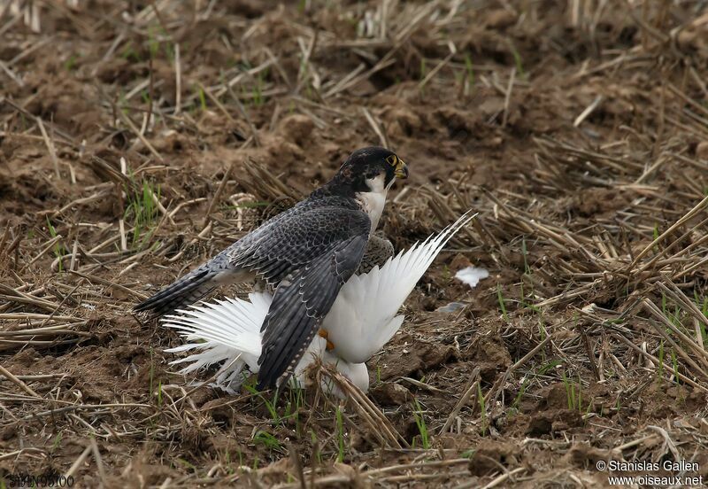 Peregrine Falconadult