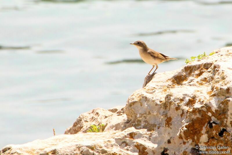 Spectacled Warbler female adult breeding