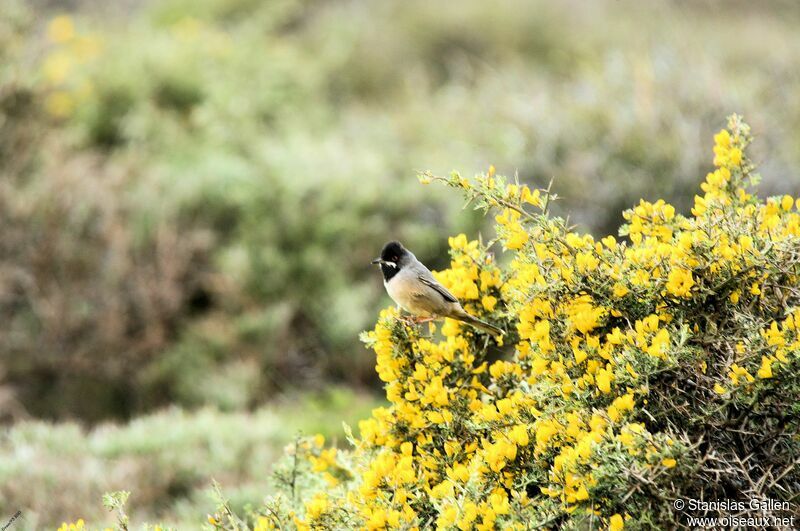 Rüppell's Warbler male adult breeding