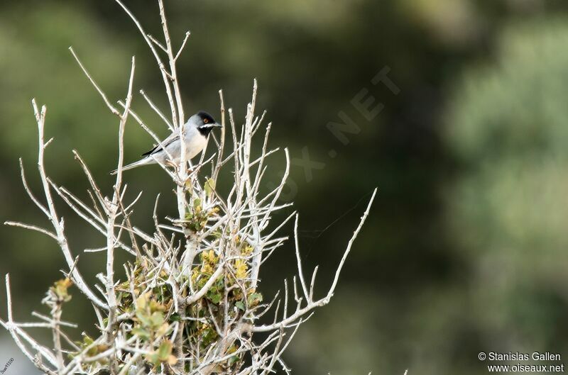 Rüppell's Warbler male adult breeding