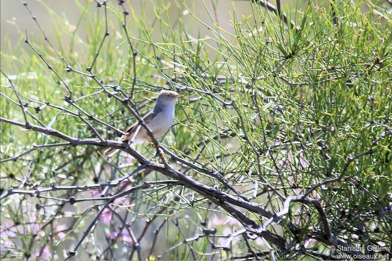 Asian Desert Warbleradult breeding, Reproduction-nesting