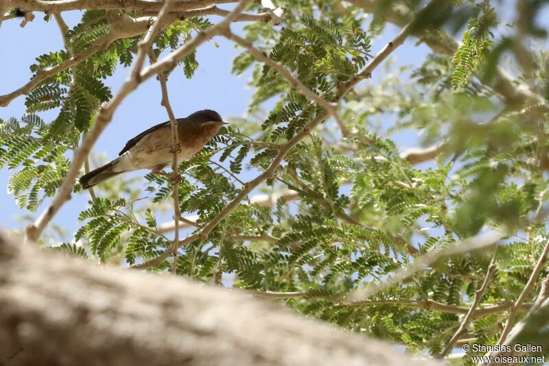 Western Subalpine Warbler male adult transition