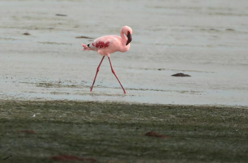 Lesser Flamingoadult, walking