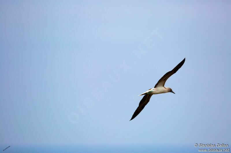 Blue-footed Booby