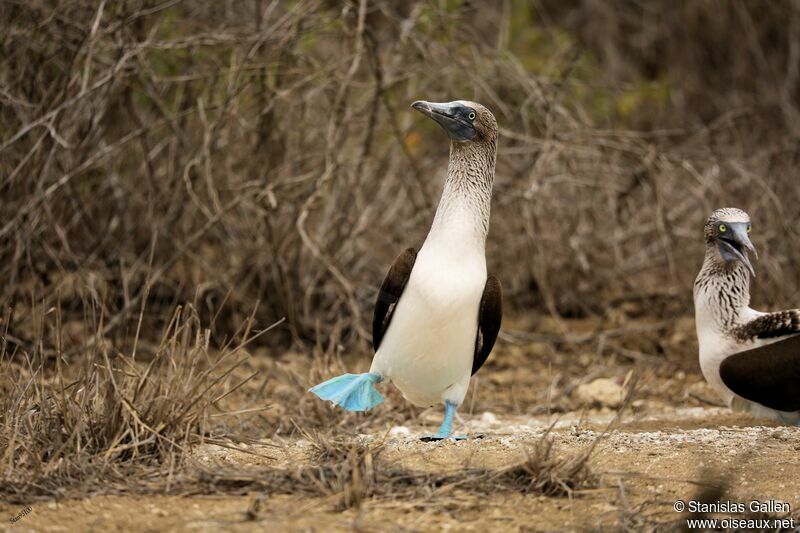 Fou à pieds bleus