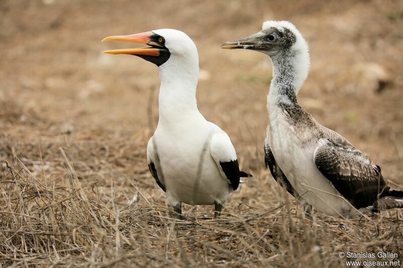 Nazca Booby, Reproduction-nesting