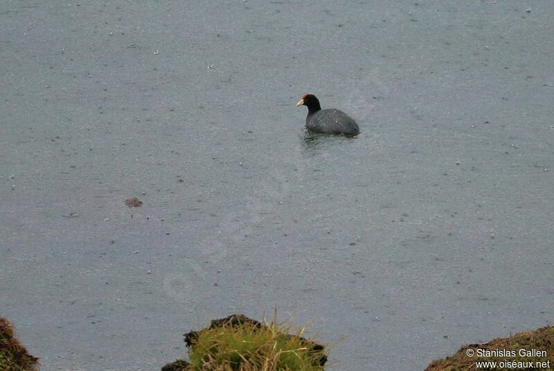 Andean Cootadult, swimming