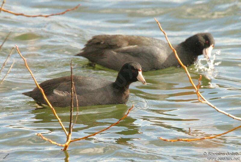 American Coot