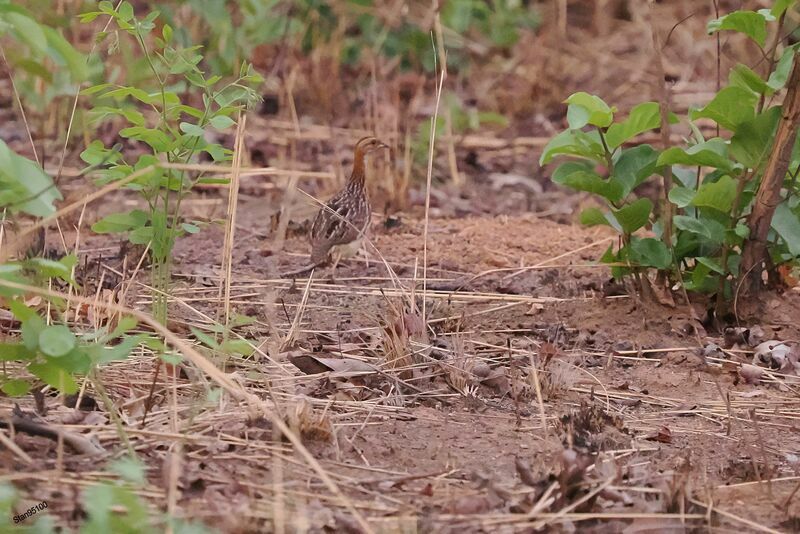 White-throated Francolinadult, walking