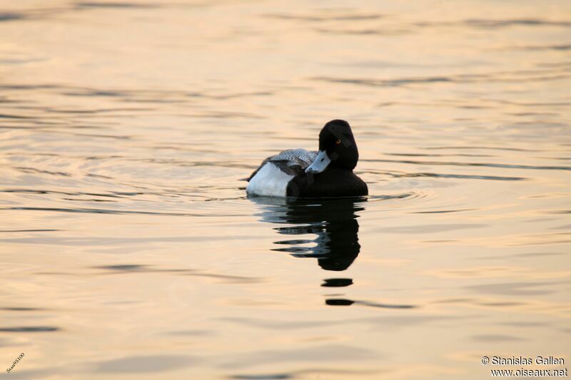 Lesser Scaup male adult breeding, swimming