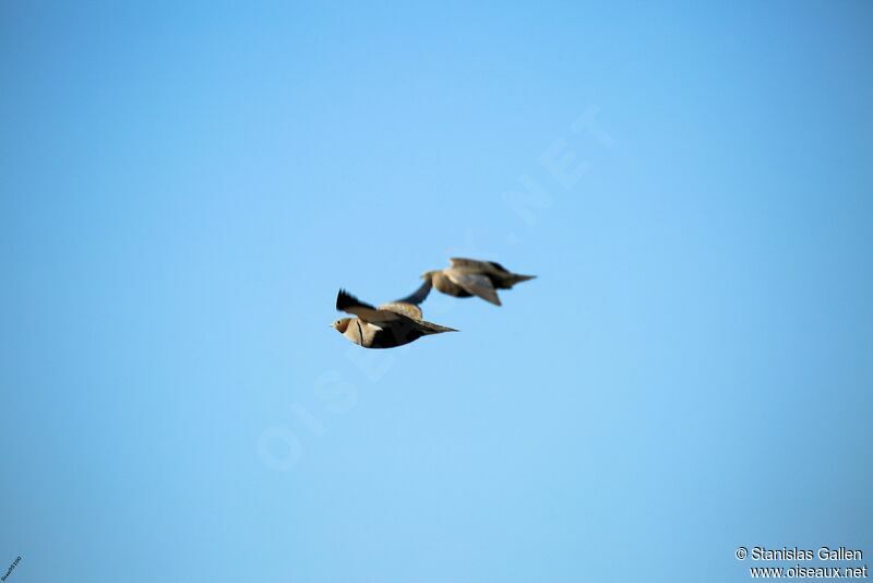 Black-bellied Sandgrouseadult, Flight