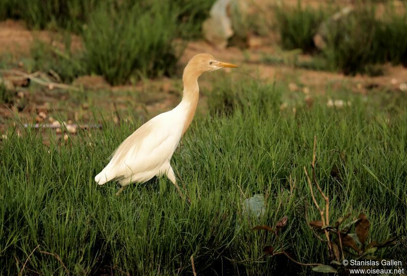 Eastern Cattle Egret