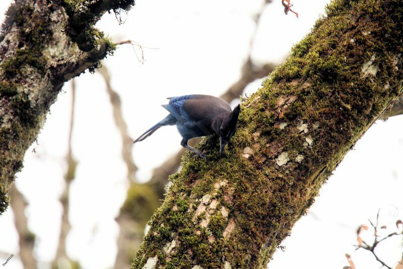 Steller's Jayadult