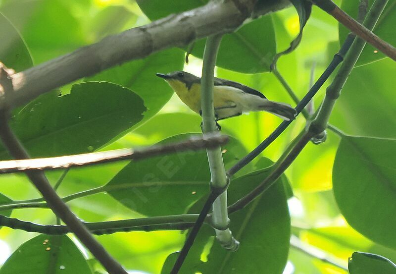 Golden-bellied Gerygone male adult breeding