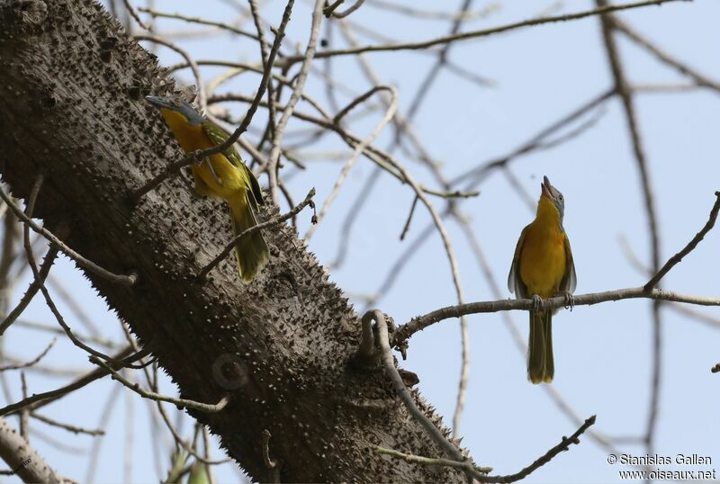 Grey-headed Bushshrikeadult