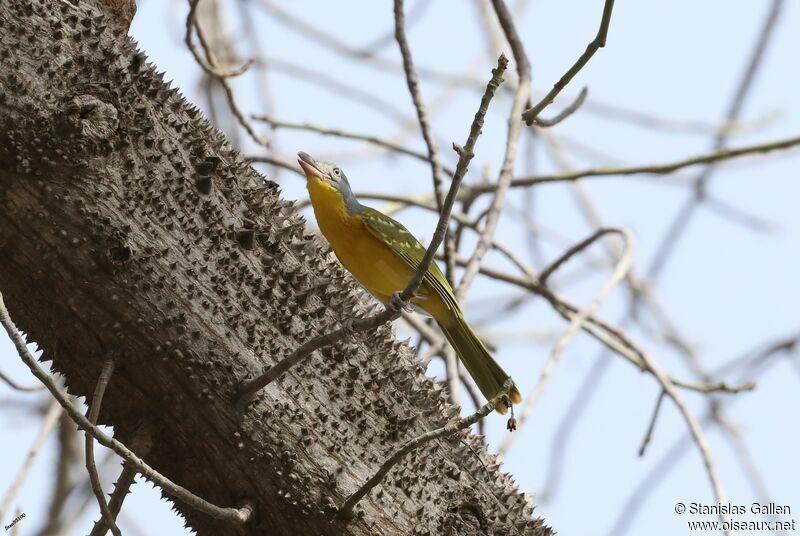 Grey-headed Bushshrikeadult