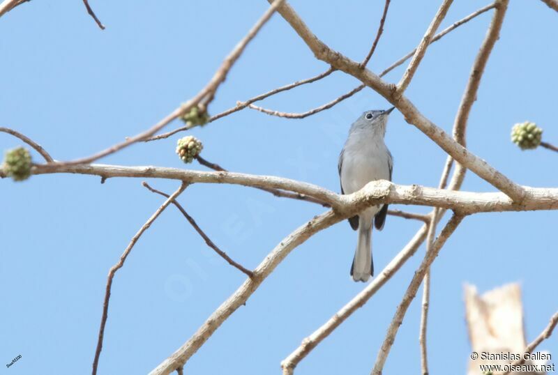 Blue-grey Gnatcatcher male adult