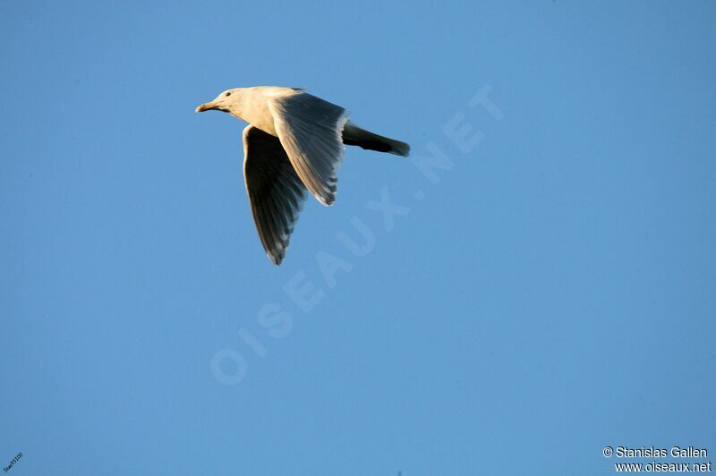 Glaucous-winged Gulladult transition