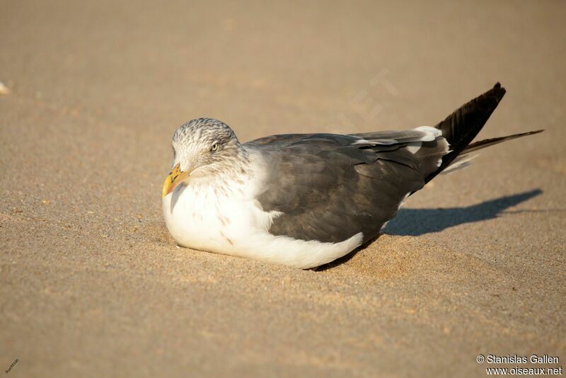 Lesser Black-backed Gulladult transition, close-up portrait