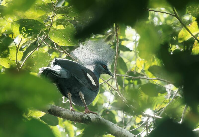 Western Crowned Pigeonadult