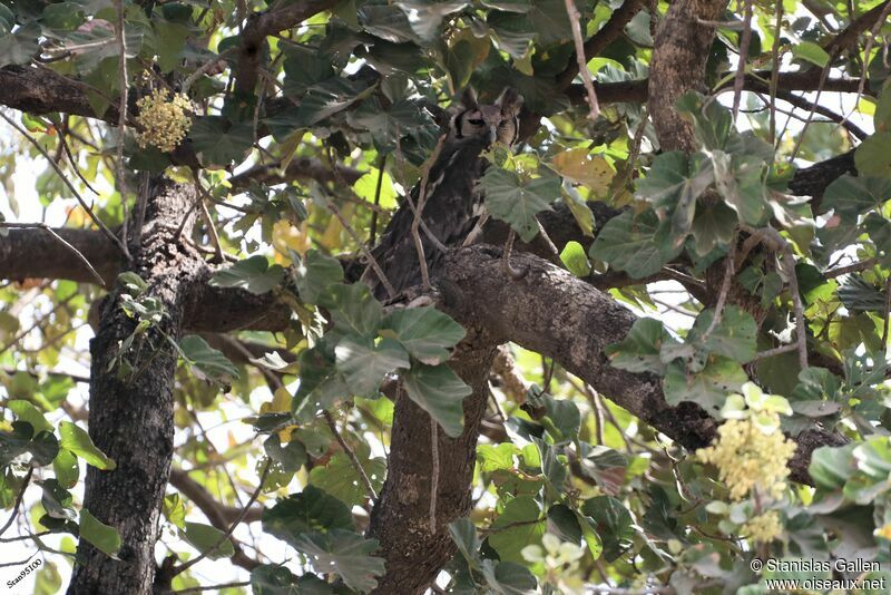 Verreaux's Eagle-Owladult