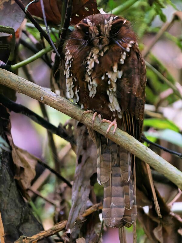 Feline Owlet-nightjaradult, close-up portrait