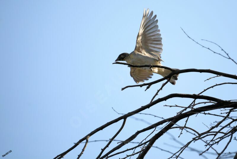 Greater Honeyguide