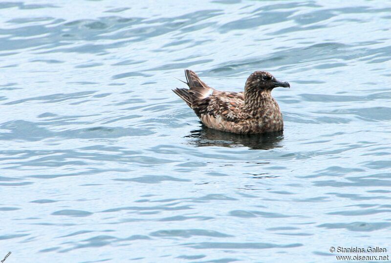 Great Skuaadult transition, swimming