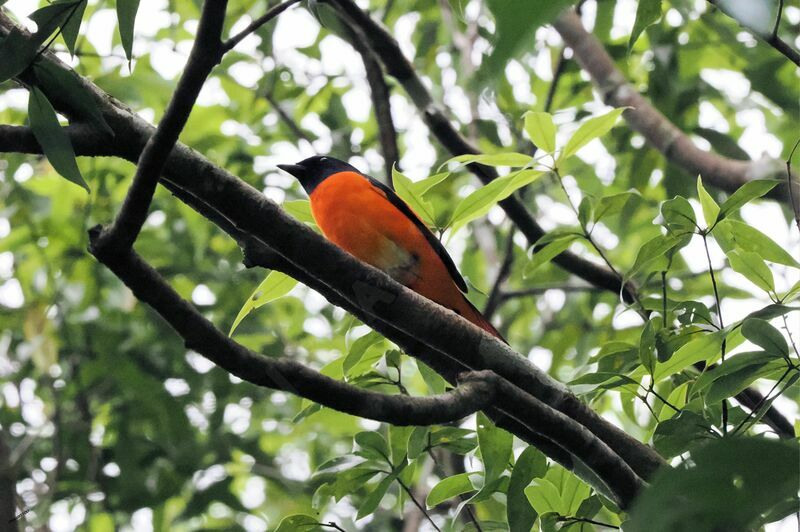 Grand Minivet mâle adulte