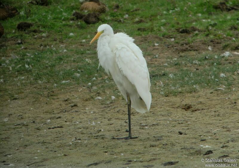 Great Egret