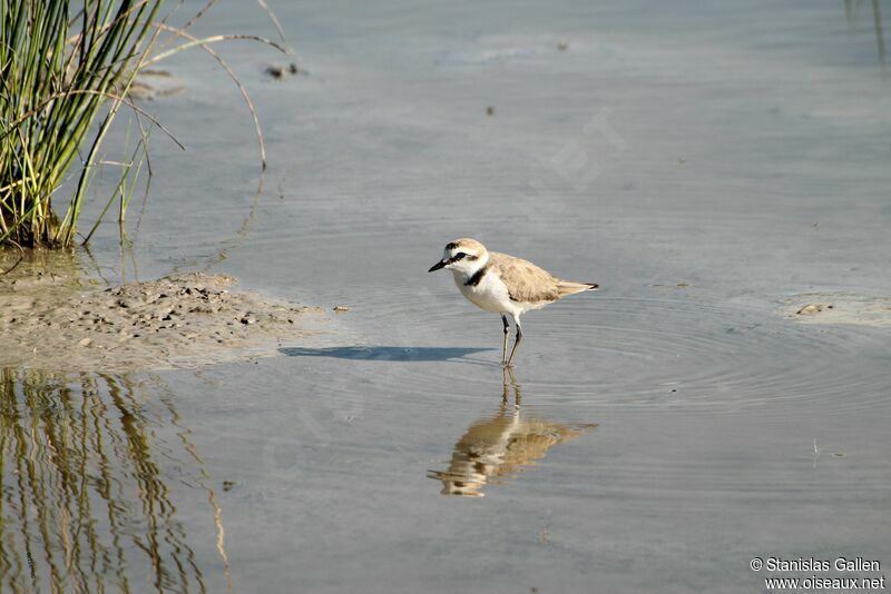 Kentish Ploveradult breeding, walking